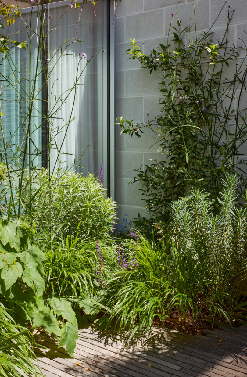 A small urban garden with dense green plants and purple flowers beside a gray concrete wall and a window with white curtains.