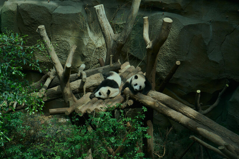 Two panda located on a wooden platform against the background of trees and greenery in a premises with a rock wall background.