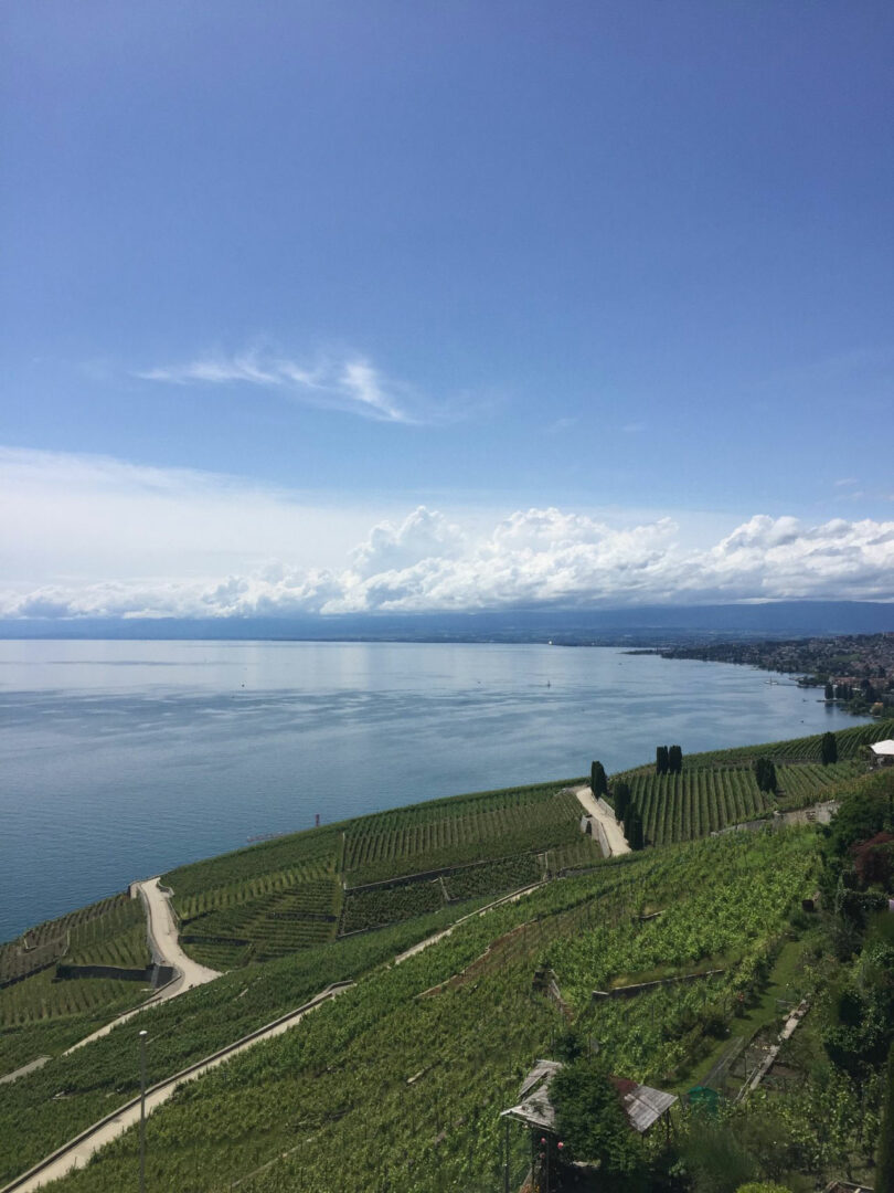 Vineyards with neat rows stretch down to a calm lake under a blue sky with scattered clouds; inspired by Renaud Defrancesco, the scene captures tranquil beauty, with a distant shoreline visible across the water.