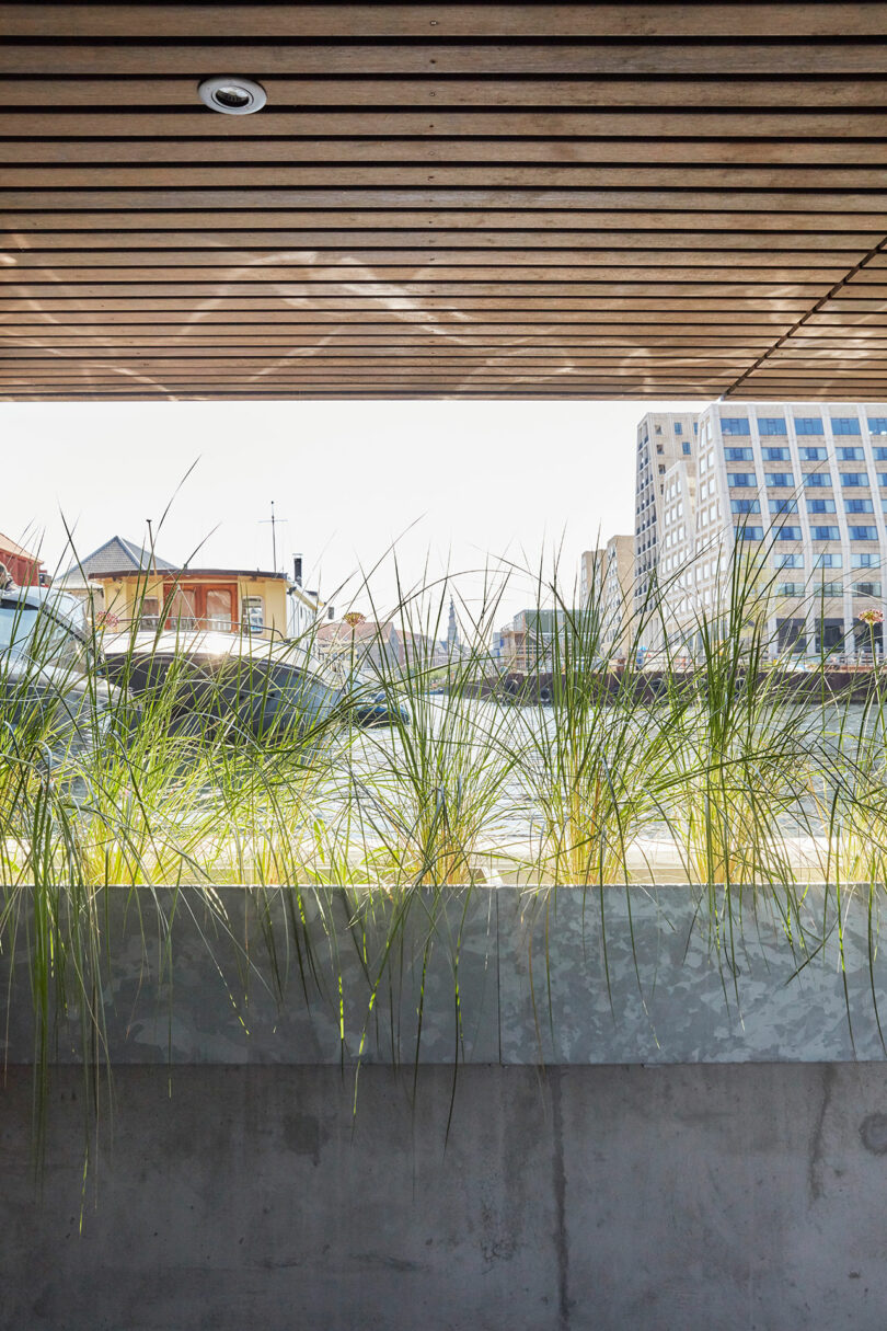 Tall green grass grows in a planter beneath a wooden slatted ceiling, overlooking a river and city buildings in the background.