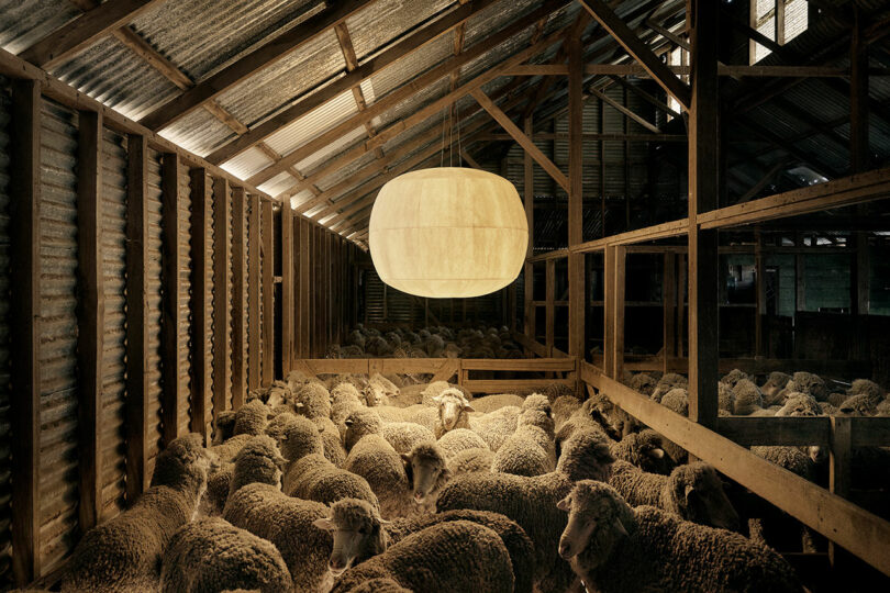 A group of sheep stands closely together inside a wooden and corrugated metal barn, illuminated by the Big Glow Rakumba—a large round ceiling light.