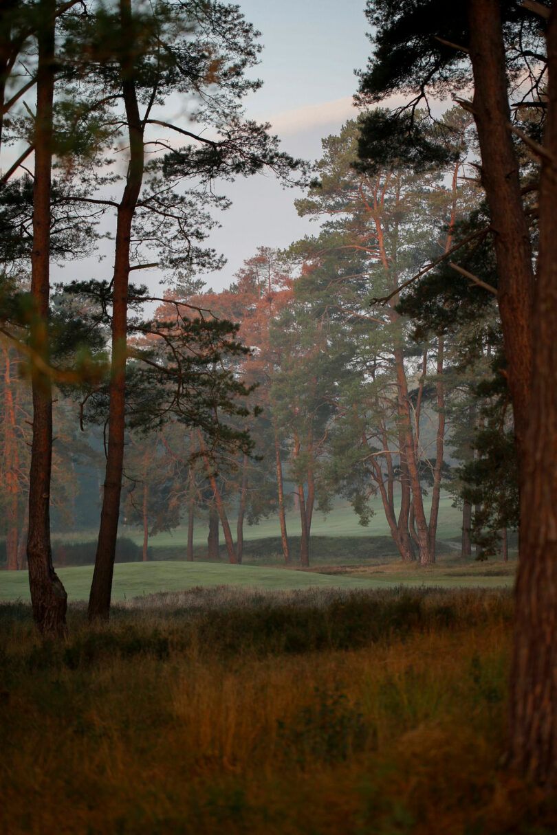 A quiet forest scene with tall pine trees and grass, illuminated by soft, early morning light in a style reminiscent of Dorothée Boissier’s serene aesthetic.