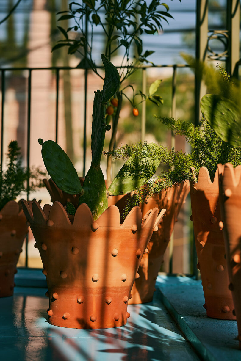 TerraKotta pots with relief design contain various green plants and cacti, placed on a blue surface in the sun with shadows and a metal fence in the background.