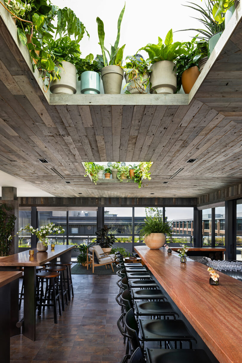 Modern dining space with a long wooden table, black chairs, large windows, and a ceiling cutout filled with various potted plants letting in natural light.