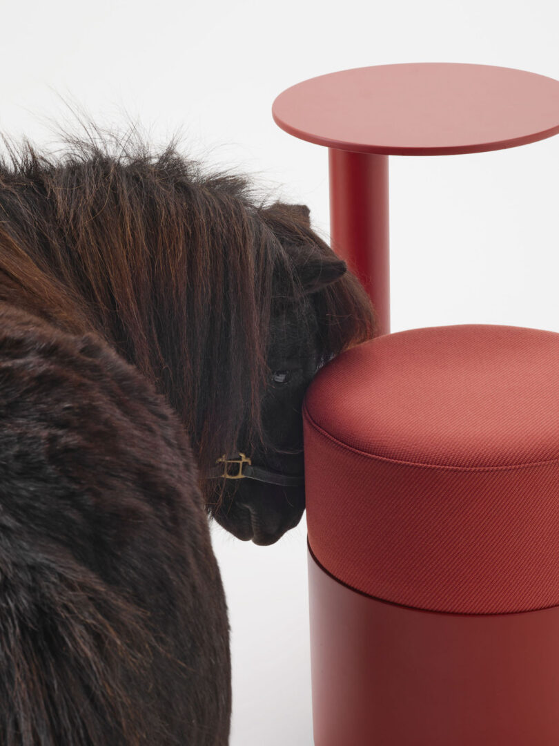 A brown pony rests its head on a round, red upholstered stool next to a matching red side table against a white background