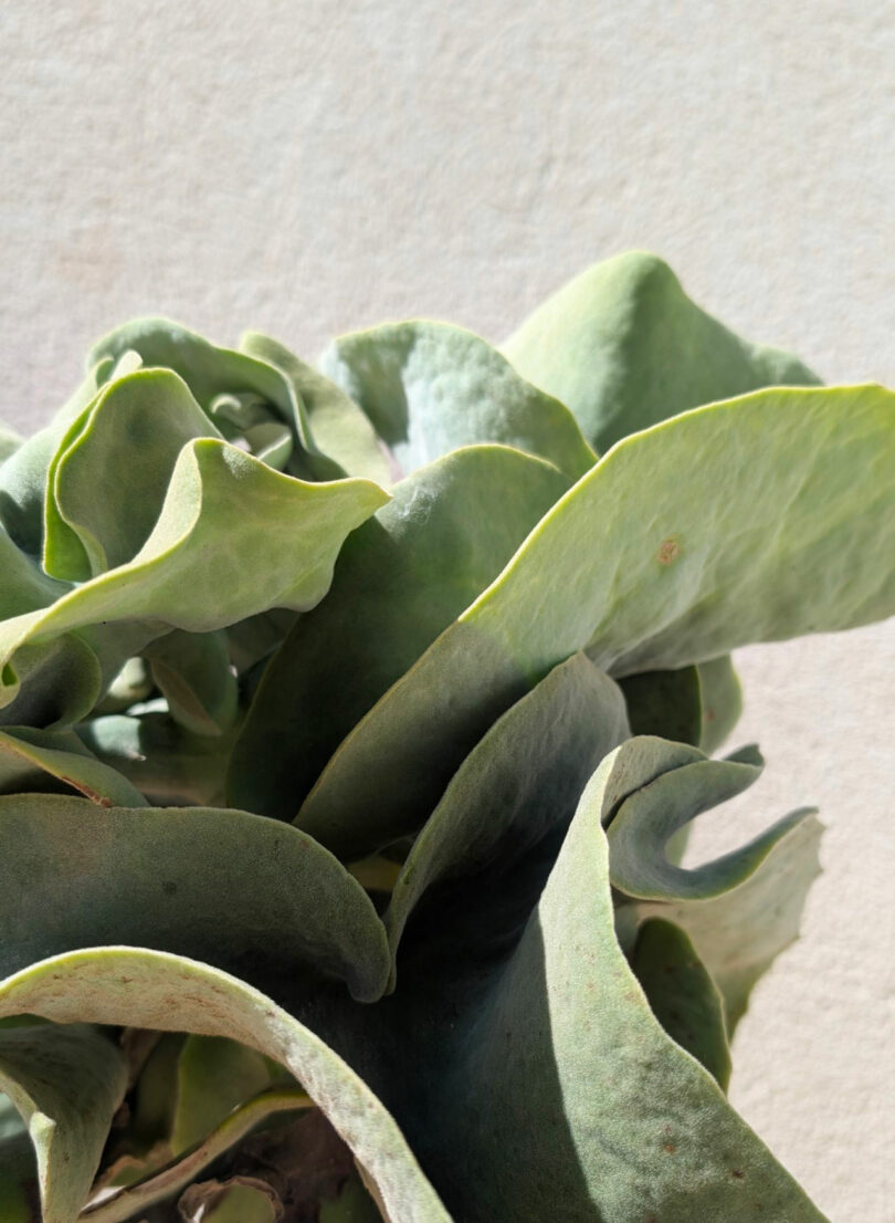 Close-up of thick, wavy green succulent leaves against a neutral background—perfect for Jule Cats to lounge nearby and enjoy the calming atmosphere.