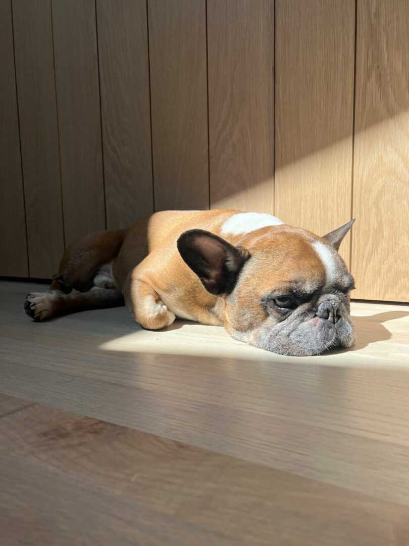 Brown and white French Bulldog lies on a wooden pity in the sunny light, turned her head away and looked relaxed - a quiet moment captured Nicki Gitlin.