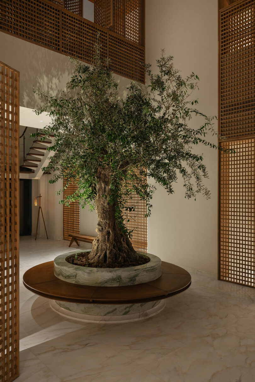 A large tree with a thick trunk stands in a round marble planter at the center of a modern indoor space with wooden lattice panels and marble flooring.