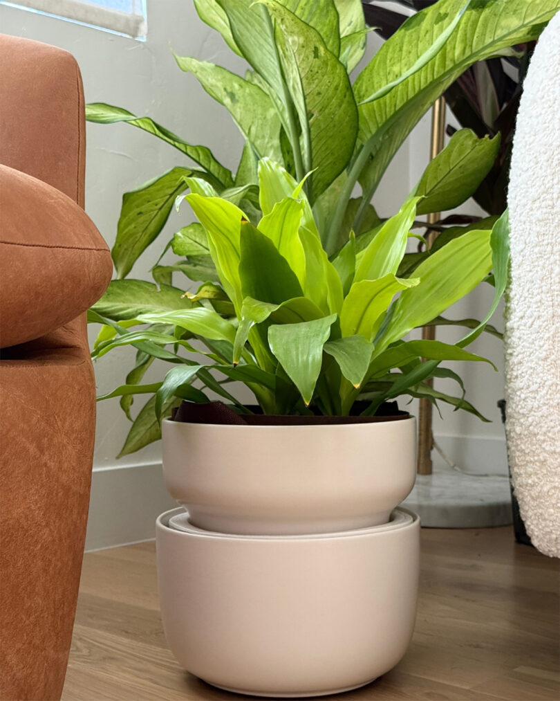 A potted green plant sits in a white planter on a wooden floor, next to a brown sofa and a white textured chair, with another plant in the background.