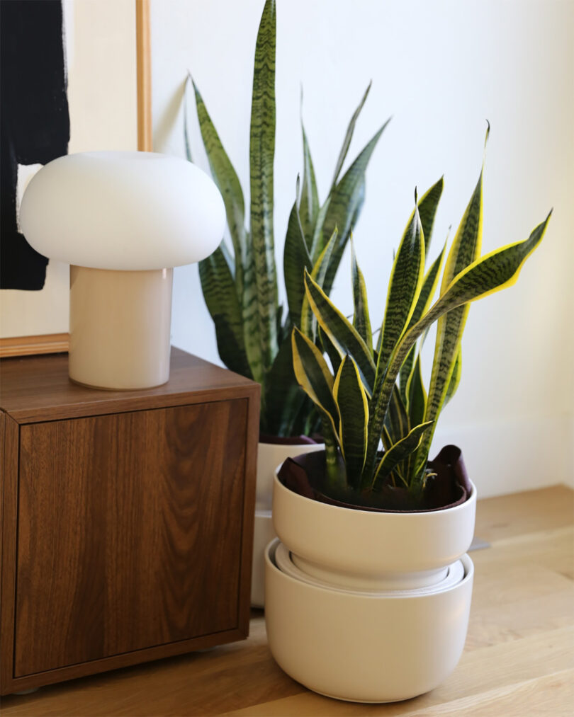 A modern lamp sits on a wooden cabinet next to two potted snake plants in minimalist white planters on a light wood floor.