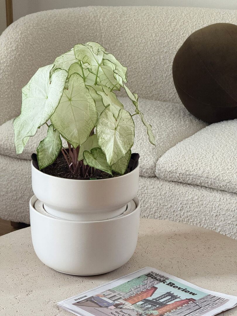 A potted plant with pale green leaves sits on a beige table next to a magazine, in front of a white textured sofa with a round dark cushion.