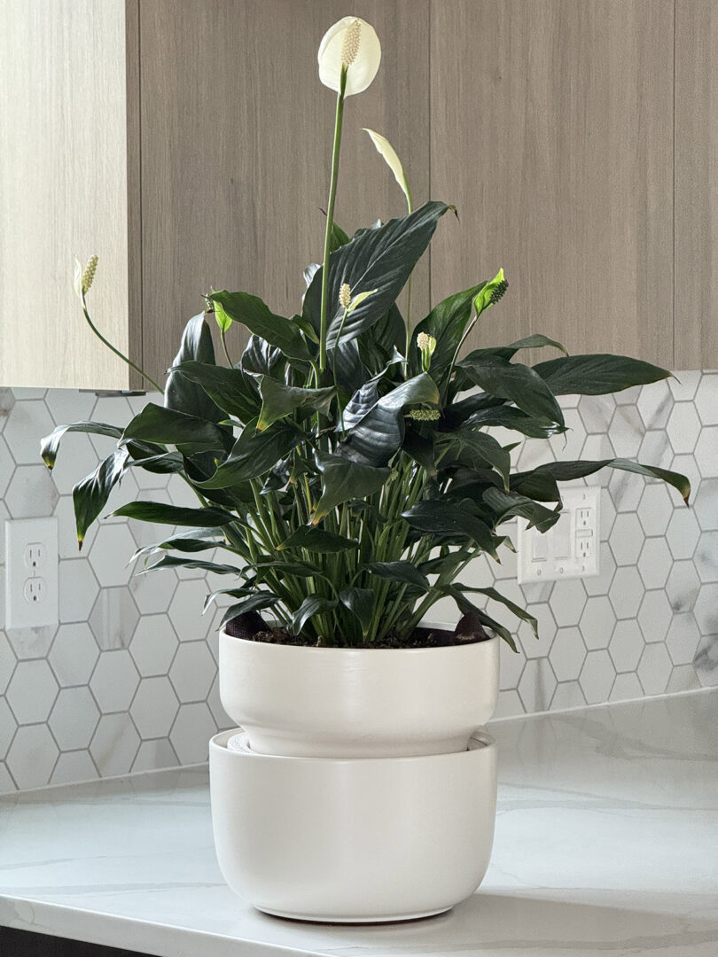 A potted peace lily with green leaves and white blooms sits on a kitchen counter with a hexagonal tile backsplash and wood cabinets.