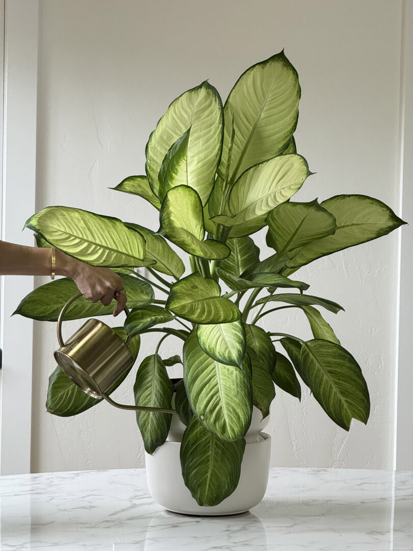 A person waters a large leafy green houseplant in a white pot with a metal watering can, placed on a white surface.