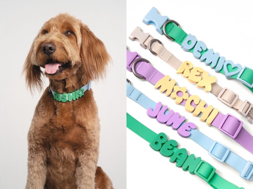 Un perro marrón con un collar personalizable con su nombre, junto a cinco collares para perros de colores con dijes de silicona, cada uno con un nombre diferente en mayúsculas.