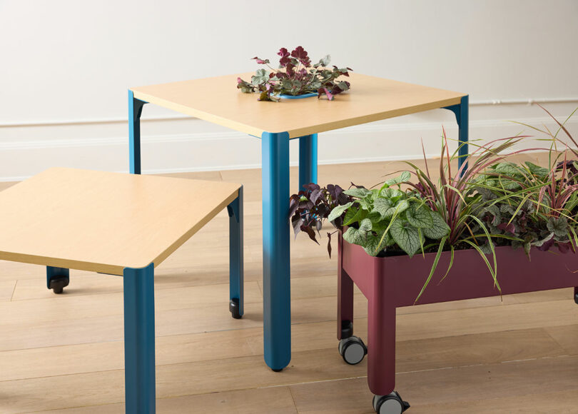 Two square tables with blue legs and light wooden tops and a maroon rectangular manufacturer on wheels, everyone keeps various inner plants, on light wood.
