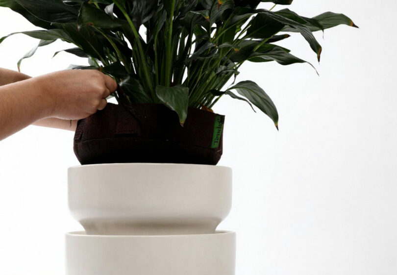 A person places a potted plant with green leaves into a white, double-stacked Tendril Planter against a plain background.