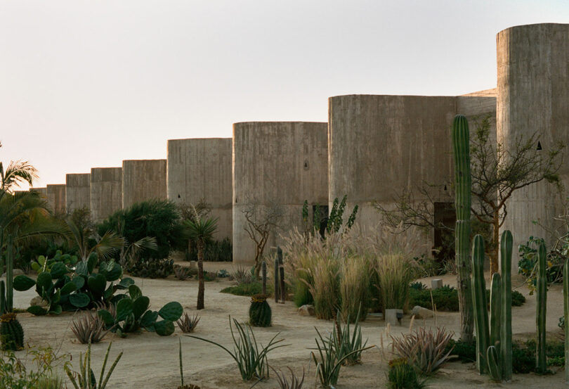 Una hilera de modernos edificios cilíndricos de hormigón se alza detrás de un pintoresco jardín desértico, plantado con una variedad de cactus y plantas de clima seco bajo un cielo despejado.
