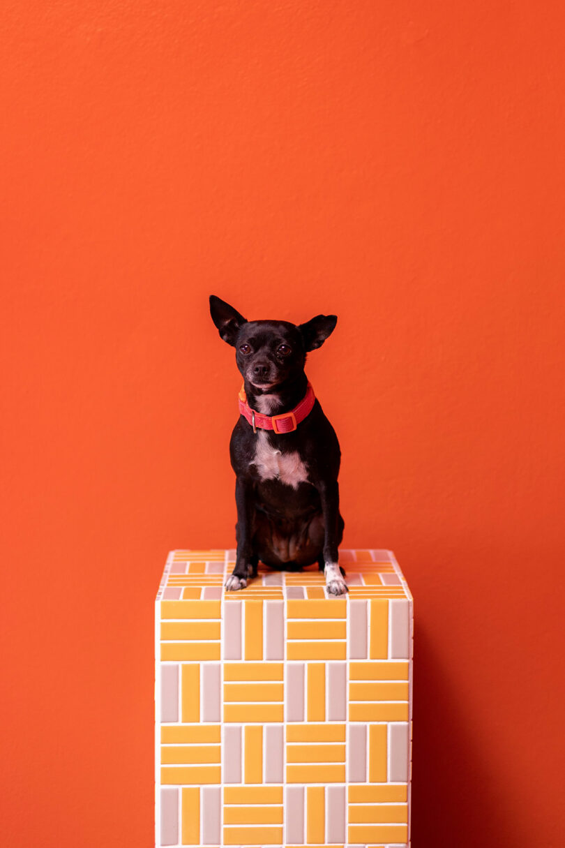 Un cachorro blanco y negro con un collar rojo está sentado en un pedestal estampado en blanco y amarillo frente a una pared naranja, como si posara para un retrato de Maye Ruiz.