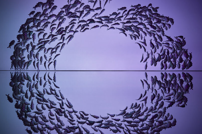 Un banco de peces forma un patrón circular sobre un fondo violeta, y sus reflejos crean una imagen simétrica en la superficie lisa.