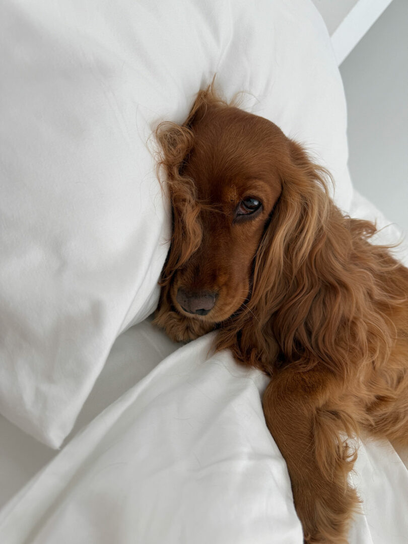 Un perro marrón de pelo largo llamado Kameh está acostado en una cama cubierta con sábanas y almohadas blancas, con la cabeza apoyada en la almohada, mirando a la cámara.