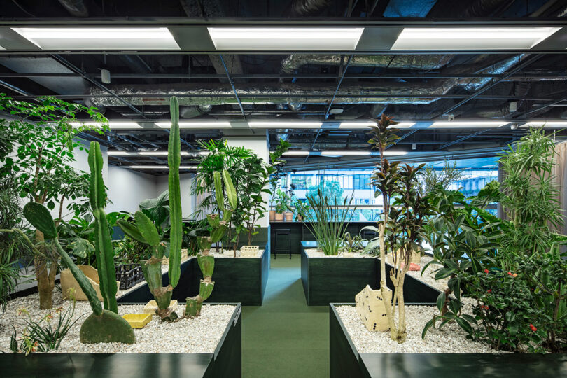 El espacio de oficinas cuenta con una variedad de grandes plantas de interior en maceteros elevados con grava, bajo luces fluorescentes y conductos de techo expuestos.