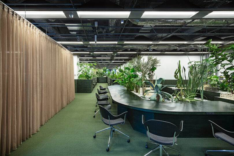 Espacio de oficina moderno, alfombra verde, escritorio curvo, silla con ruedas, muchas plantas de interior y mampara de cortina beige a la izquierda.