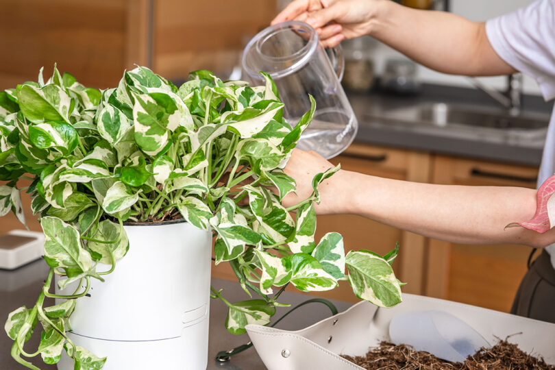 Una persona regó una planta en maceta de colores variados en la cocina, donde se veían herramientas de jardín y tierra en el mostrador.