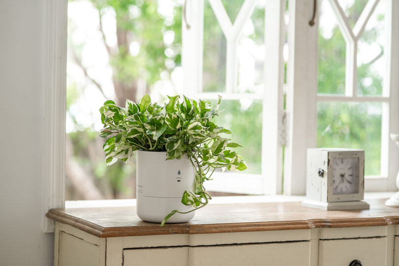 Una maceta con plantas variadas se encuentra sobre una mesa de madera junto a un reloj blanco, frente a una ventana abierta donde se ve la vegetación del exterior.