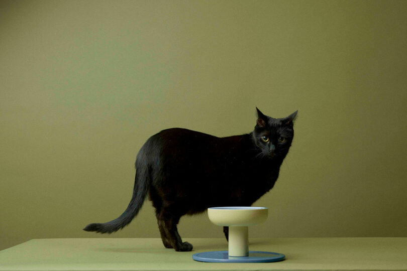 Un gato negro se encuentra sobre una superficie verde junto a un moderno y elevado cuenco para mascotas de color beige y azul sobre un fondo verde oliva.