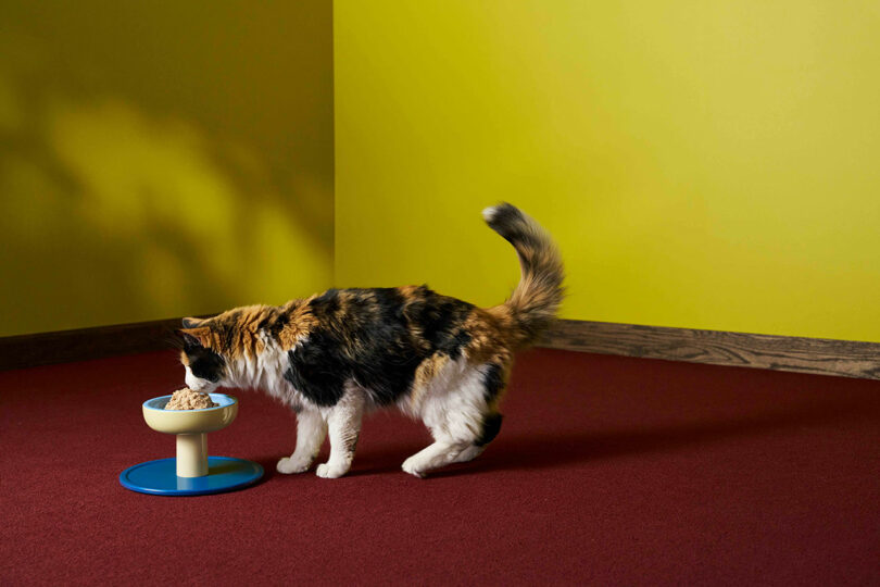 En una habitación con paredes amarillas y zócalos de madera, un gato calicó come en un cuenco elevado sobre una alfombra roja.