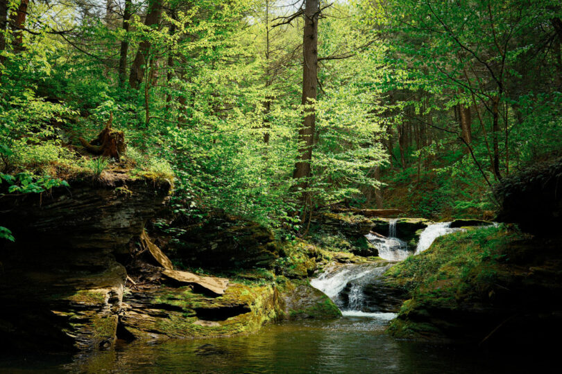 A small waterfall flows between rocks and trees in a lush green forest, with sunlight filtering through the leaves—a perfect spot for a peaceful Friday Five moment.