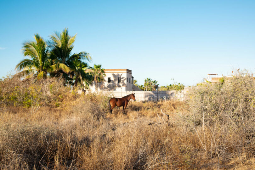 A brown horse stands in dry grass near bushes, with palm trees and beige buildings in the background under a clear blue sky, offering a serene scene perfect for this week's Friday Five.
