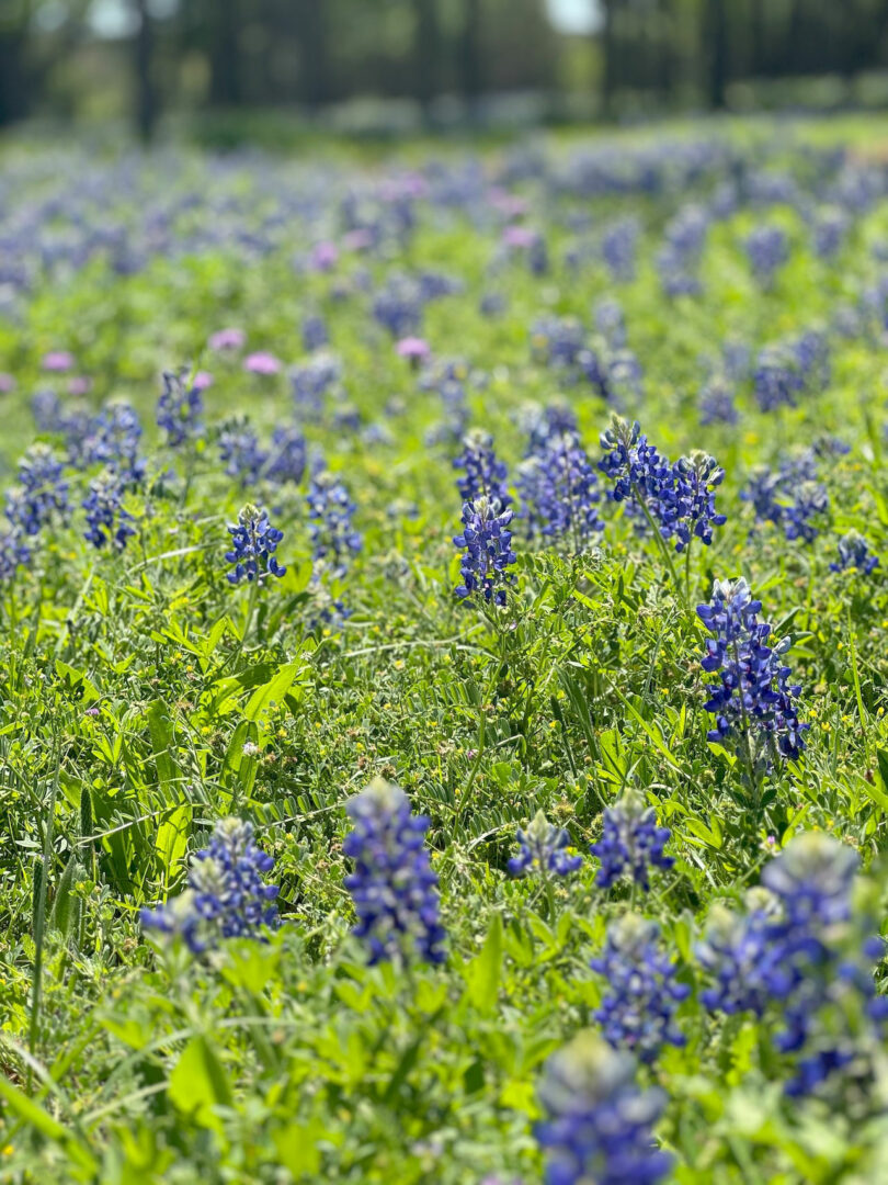 Un campo lleno de flores de capullo azul en flor bajo la luz del sol, parte de la impresionante serie 