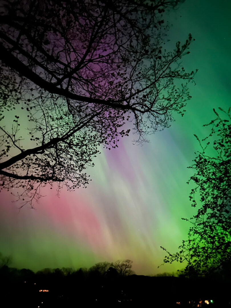 Green and purple aurora lights illuminate the night sky, silhouetted by tree branches in the foreground—an incredible spectacle captured during Friday 5.