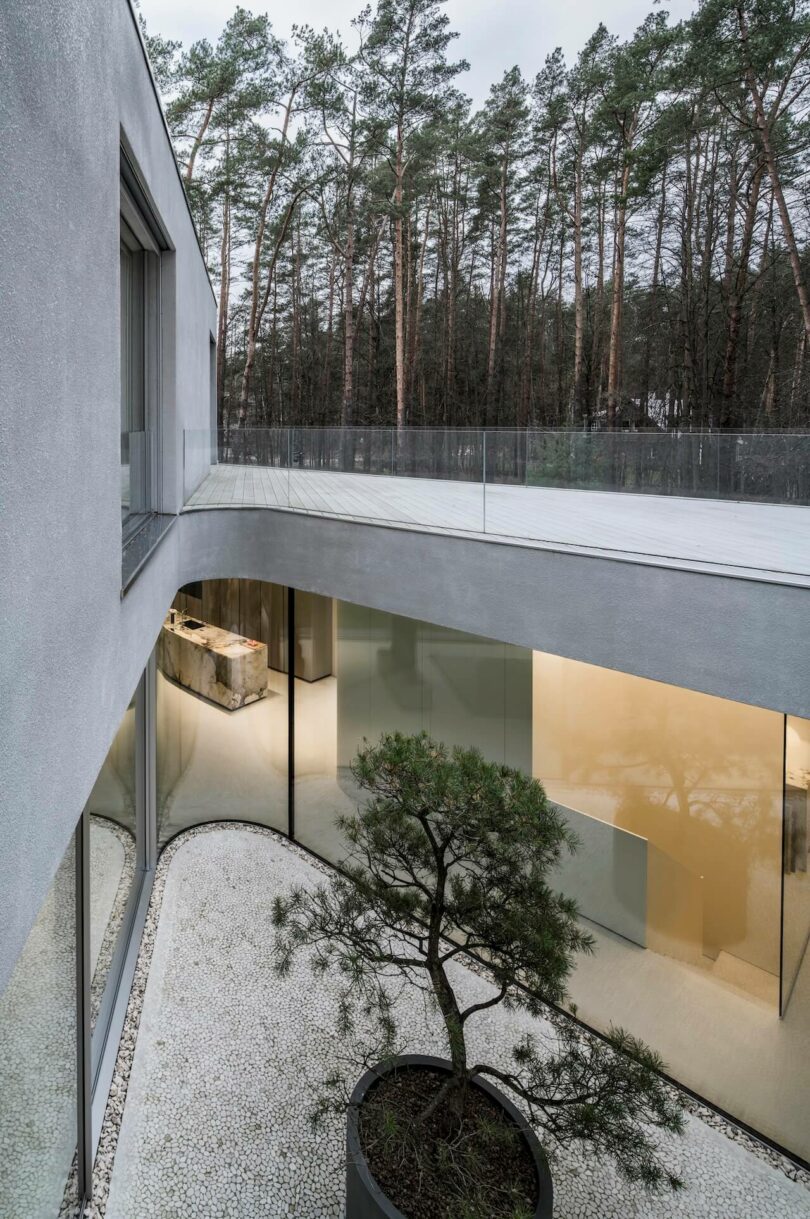 Modern two-story building by KWK Promes with large glass windows, an upper terrace with a glass railing and a courtyard with a single potted tree and white gravel, all surrounded by peaceful pine trees.