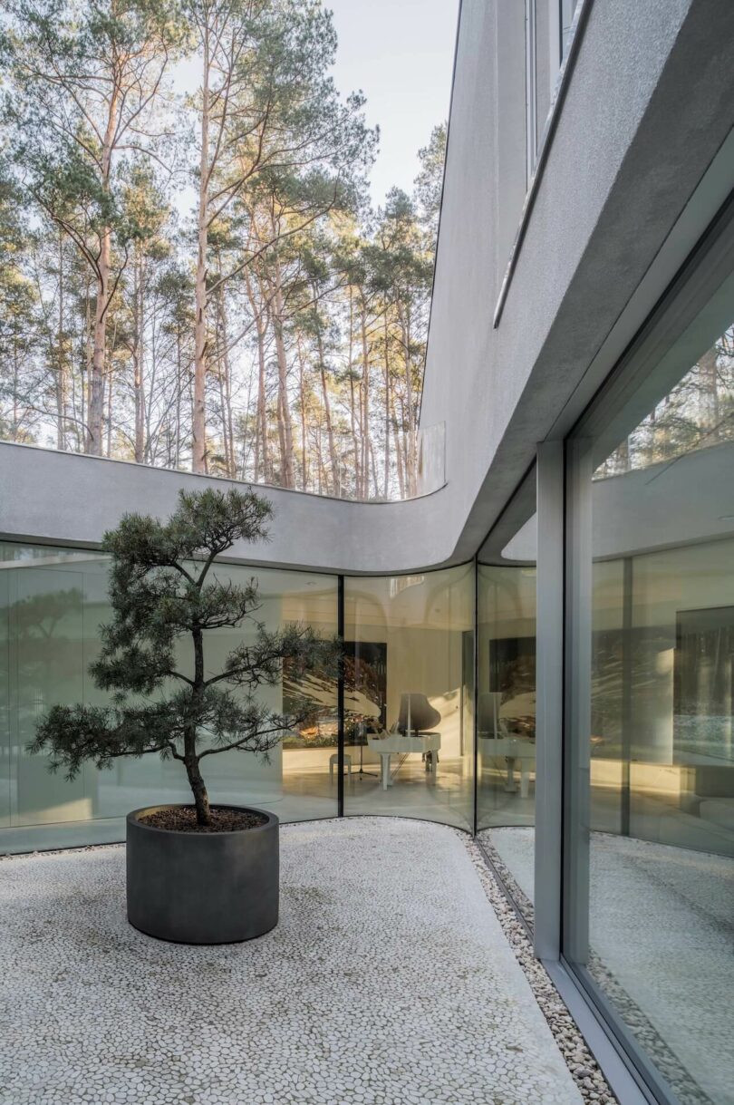 A small tree in a round planter stands on a pebble in a modern glass-walled KWK Promes courtyard, with tall pine trees visible outside.