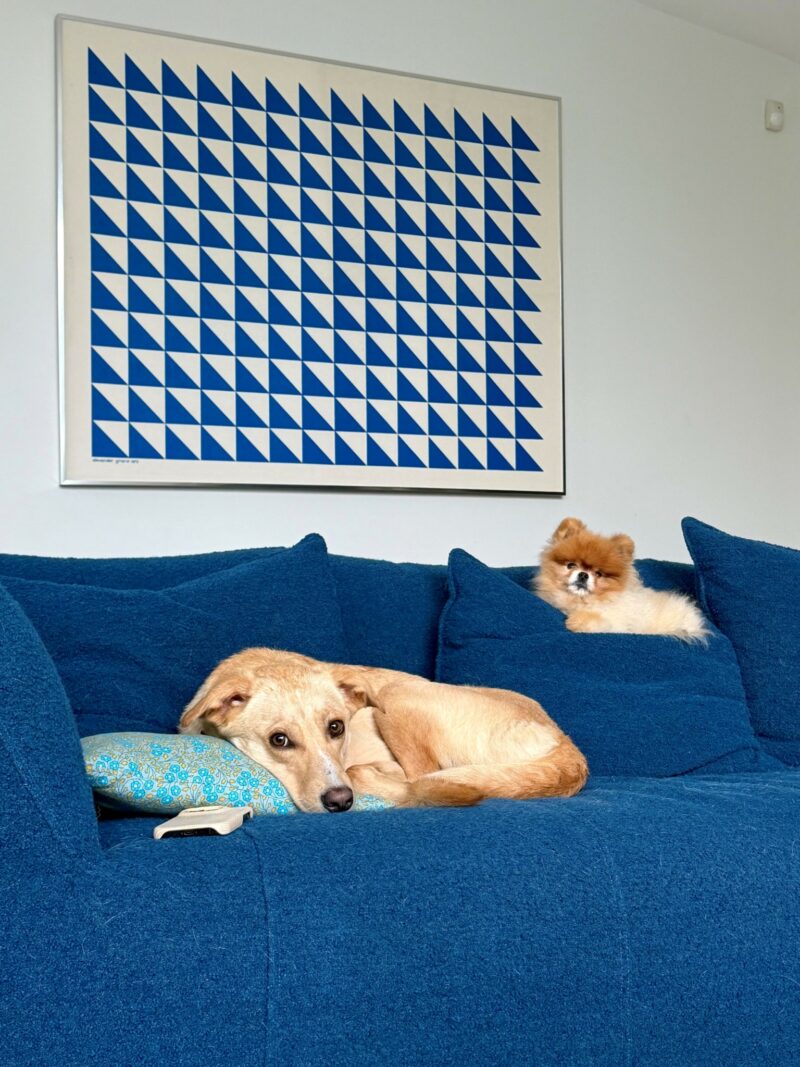 A dog lies on a blue couch with its head on a cushion, while a fluffy dog sits nearby. Geometric blue and white art hangs on the wall behind them.
