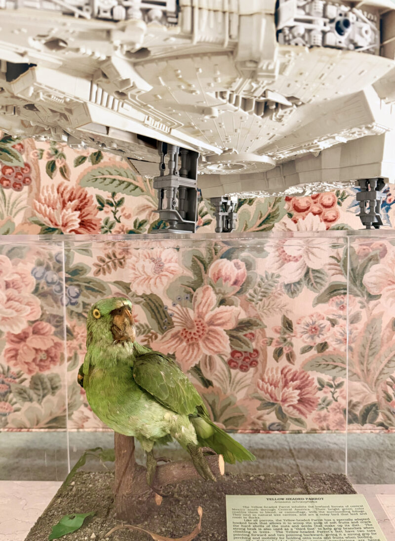 A taxidermy green parrot is displayed on a branch beneath a model of the Millennium Falcon, with floral wallpaper in the background.