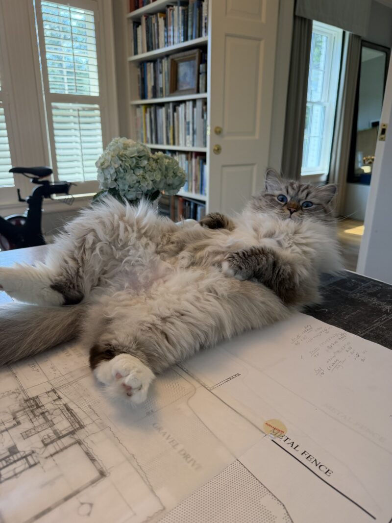 Fluffy cat lying on its back atop architectural plans on a table in a home office with bookshelves and a window in the background.