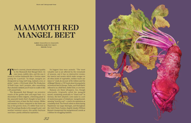 A large, vibrant Mammoth Red Mangel beet with green and red leaves is displayed on a solid purple background next to a page of descriptive text about the vegetable, inviting readers to discover more in The Curious Lives of Vegetables.