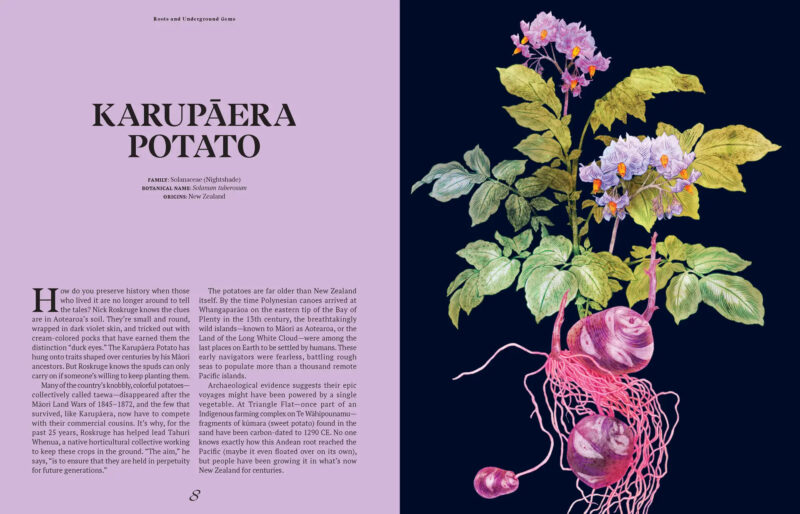 A botanical illustration of a Karuparera potato plant with purple flowers and several purple potatoes with roots, alongside an informational text about the potato’s history inspired by The Curious Lives of Vegetables.